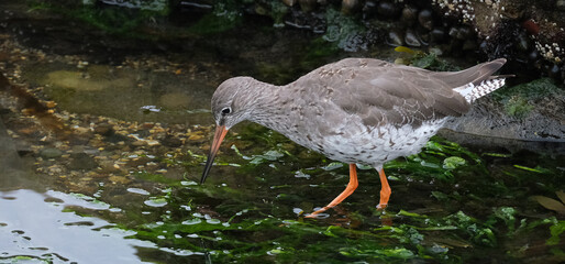 Redshanks' most distinctive features are their bright orange-red legs. They have a medium-length bill and an orange base to match.