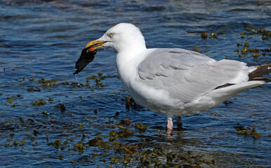 Gulls, or colloquially seagulls, are seabirds of the subfamily Larinae. They are most closely related to terns and skimmers, distantly related to auks, and even more distantly related to waders.