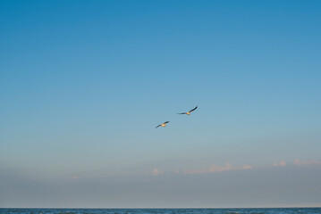Birds gracefully flying above the calm ocean waters