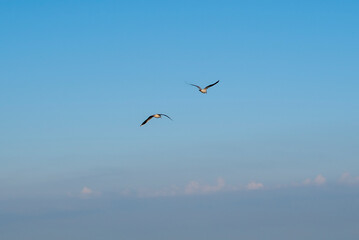 Graceful birds soaring against a beautiful blue sky