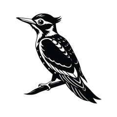 woodpecker vector image illustration and artwork silhouette