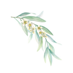 Olive branch with green leaves with flowers in realistic style. Hand drawn botanical watercolor isolated illustration. Floral greenery drawing for greeting card, scrapbook and wedding invitations.