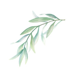 Olive branch with green leaves without fruit in realistic style. Hand drawn botanical watercolor isolated illustration. Floral drawing for mediterranean cuisine, oil bottle label, wedding invitations.
