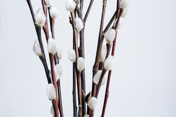 Pussy willow branches with soft white buds captured against a clean, minimalistic background, perfect for themes of spring, nature, purity, or home decor. 