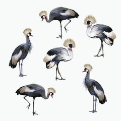 Set of crowned cranes in realistic style