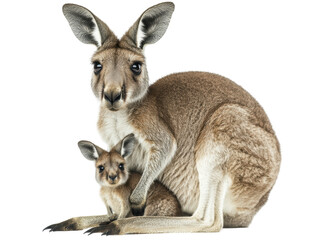 Isolated Mother and Baby Kangaroo