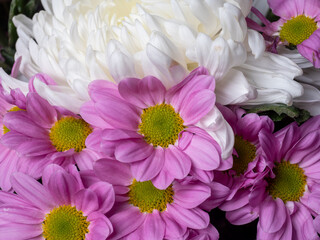 Macro nature photo, top view of the blooming Chrysanthemum flower, pink petals, big bud. The mum is November&rsquo;s birth flower, beautiful for autumn. Perennial in the family Asteraceae.