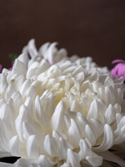 Macro nature photo, top view of the blooming Chrysanthemum flower, pink petals, big bud. The mum is November’s birth flower, beautiful for autumn. Perennial in the family Asteraceae.