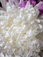 Macro nature photo, top view of the blooming Chrysanthemum flower, pink petals, big bud. The mum is November’s birth flower, beautiful for autumn. Perennial in the family Asteraceae.