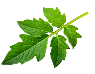 Green tomato leaf isolated on white background clipping path