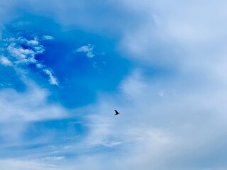 seagull in flight in the sky