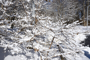 Winter landscape. Stony Brook University, New York State, USA