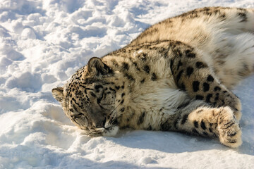 A snow leopard is laying down in the snow