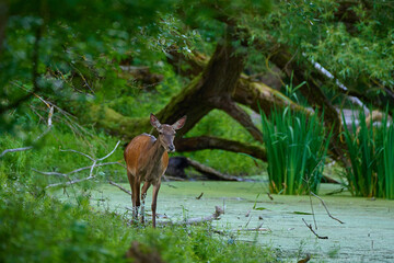 Beautiful hind ,,red deer Cervus elaphus,, on its natural environment, Danubian wetland, Slovakia