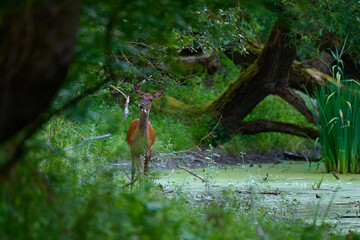 Beautiful hind ,,red deer Cervus elaphus,, on its natural environment, Danubian wetland, Slovakia