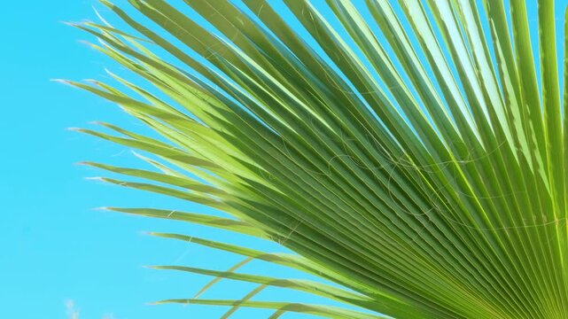 tropical leaf African Sabal fan palm gracefully sways in wind close-up, natural beauty tropics, tropical atmosphere in advertising travel agencies, hotels, airlines, food and beverages
