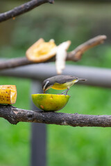 Bananaquit (Coereba flaveola) feeding on a sliced orange on a branch, tropical natural setting. Perfect for projects about biodiversity and environmental conservation.