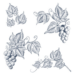 Set of hand drawn grape branches. Grapevine with fruit and leaves. Vector illustration in engraving style