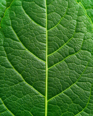 Obraz premium Avocado, fresh fruit for health