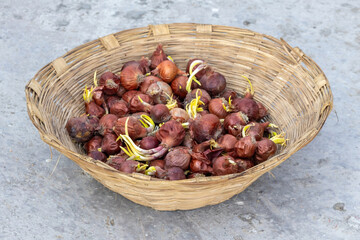 Red onions with sprouting rested in a wicker basket on the concrete surface.
