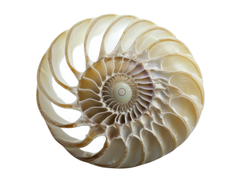 Isolated Cross-Section of a Nautilus Shell