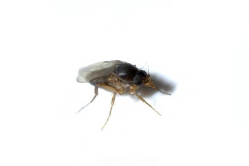 Close-up of a Fruit Fly, Drosophila melanogaster on White Background, isolated