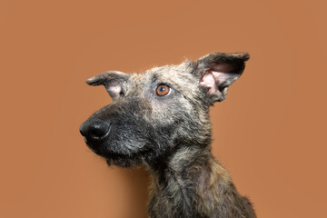 Portrait attentive mixed-breed dog looking away. Isolated on mocha mousse brown color background
