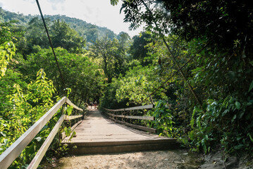 bridge in the forest