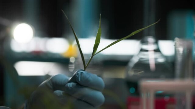 soil research, professional male lab technician in protective gloves examining plant its condition and soil fertility in medical laboratory, close up
