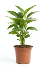 Fototapeta premium A vibrant green seedling in a brown pot, isolated on a transparent background, showcasing cinematic style and simplicity.
