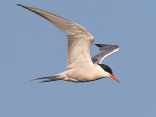 Close up of an adult Common Tern in flight