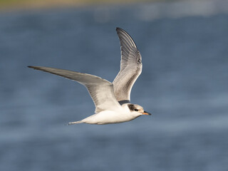 A juvenile Common Tern in flight over the ocean