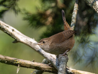 A juvenile House Wren perched on a small branch with its tail cocked