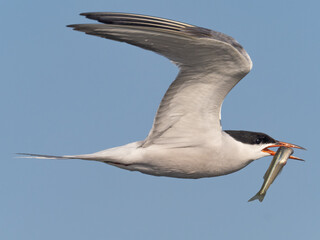 Close up of an adult Common Tern in flight with a fish in its beak