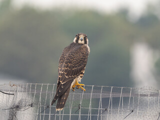 A juvenile Peregrine Falcon perched up on a netting fence and looking directly at the camera