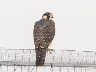 A juvenile Peregrine Falcon perched up on a netting fence