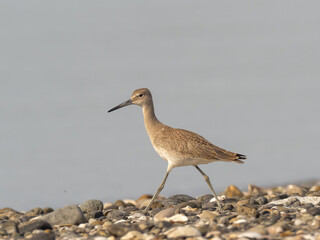 A Willet striding acroos a pebbly beach