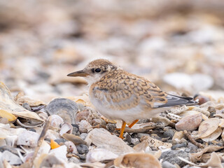 A close up of a juvenile Least Tern standing of a beach amongst shells and shingle