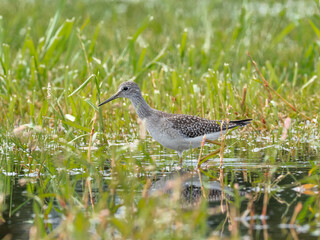 A Lesser Yellowlegs feeding in a deep grassy puddle