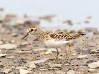 Close up of a juvenile Least Sandpiper walking across a sandy and stony surface