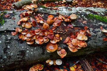 Colorful Fungi on Tree Trunk