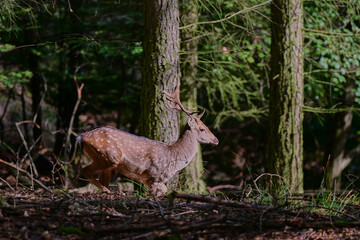 Beautiful fallow deer ,,stag dama dama,, on wilderness of Carpathian forest, Slovakia