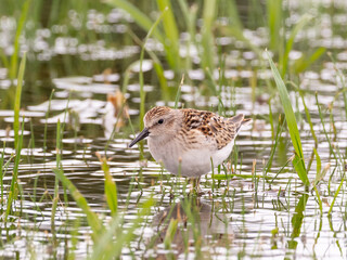 A juvenile Least Sandpiper standing in flooded grassland