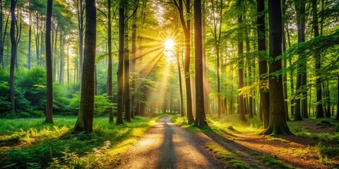Fototapeta premium Sunlit Forest Path: Tranquil Nature Scene with Copy Space