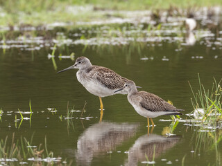 Juvenile Greater and Lesser Yellowlegs standing together and showing contrast in size and structure