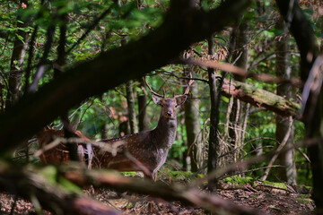 Beautiful fallow deer ,,stag dama dama,, on wilderness of Carpathian forest, Slovakia
