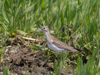 A Solitary Sandpiper standing amongst grassy vegetation