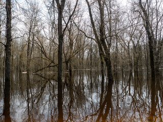 Reflection of trees in the water in the river. Spring landscape