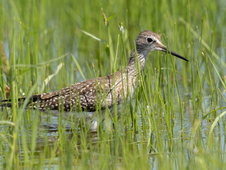 A close up a juvenile Lesser Yellowlegs in feeding amongst flooded marsh grass