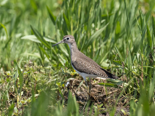 A Solitary Sandpiper standing amongst grassy vegetation